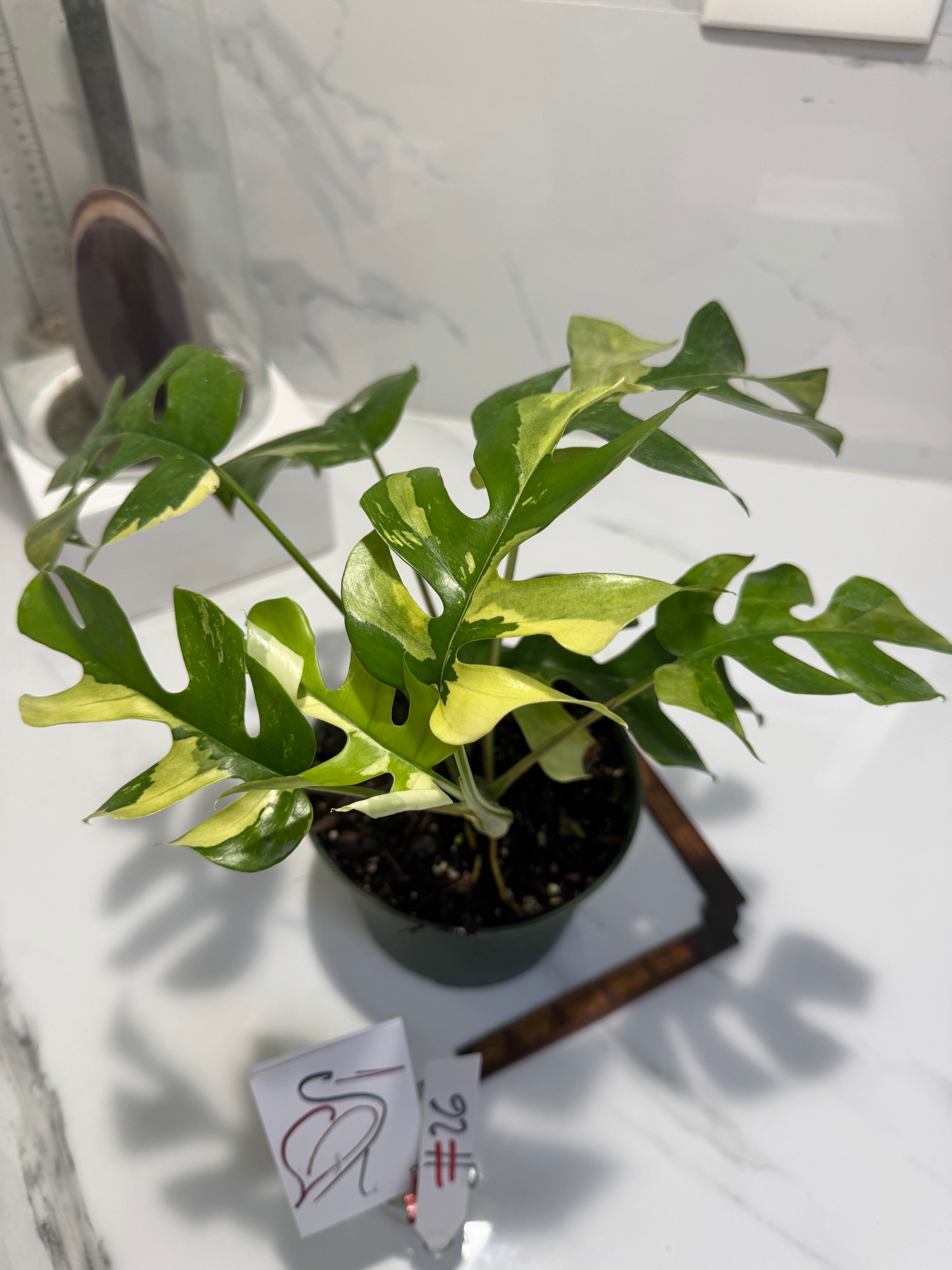 Rhaphidophora tetrasperma Variegated #26 — Rare Mini Monstera Collector Aroid | Leaf Stork