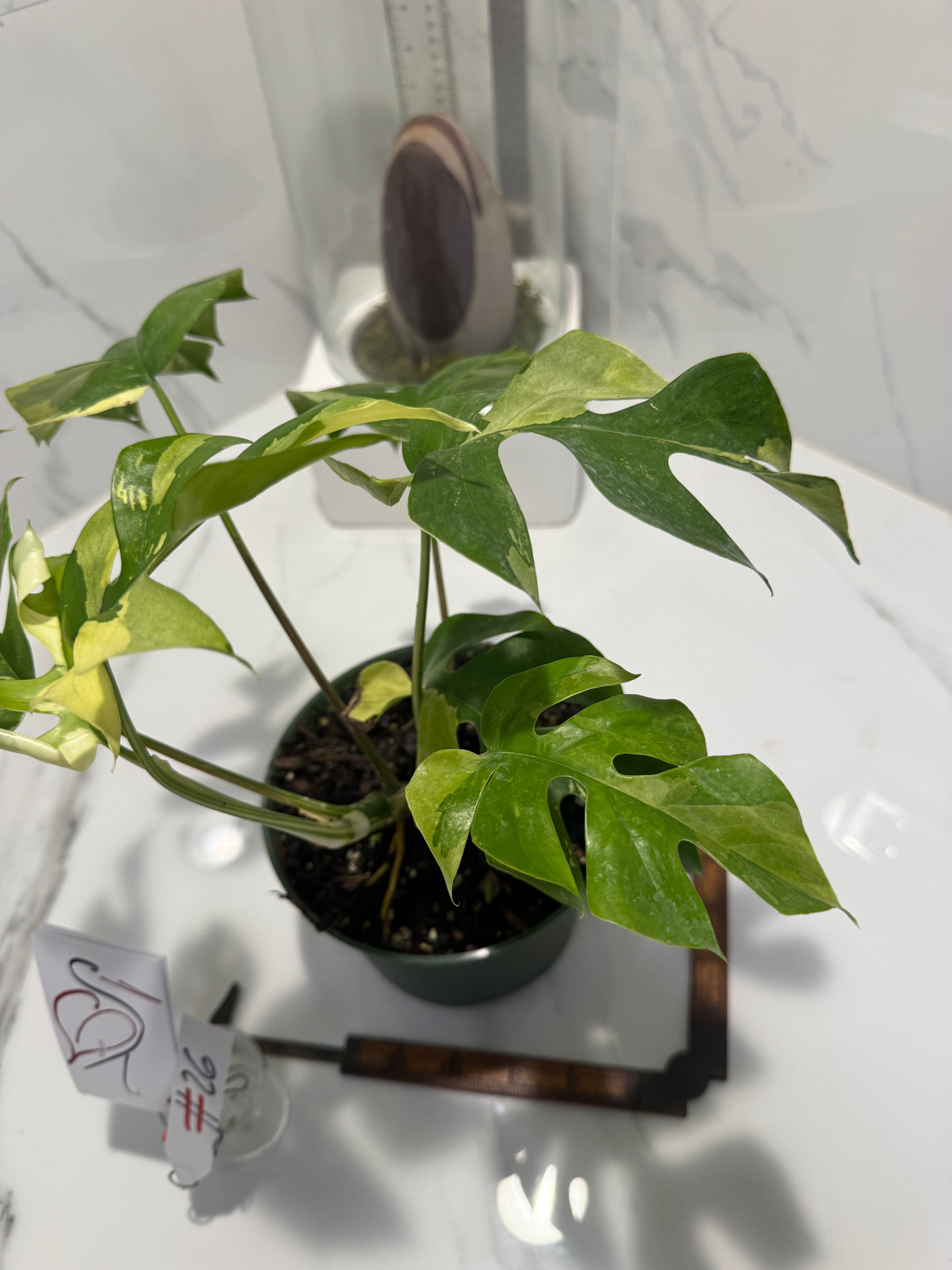 Rhaphidophora tetrasperma Variegated #26 — Rare Mini Monstera Collector Aroid | Leaf Stork
