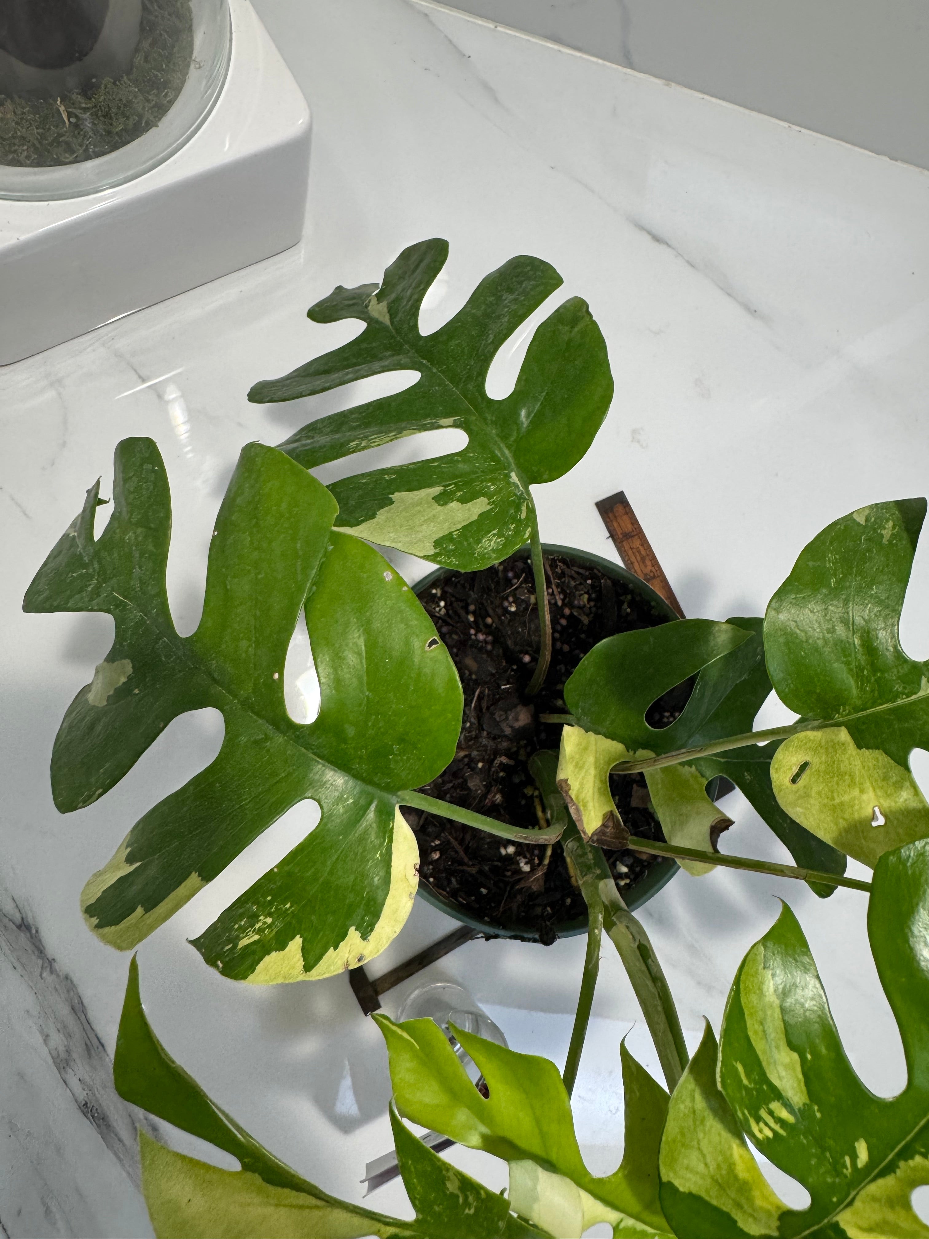 Rhaphidophora tetrasperma Variegated #26 — Rare Mini Monstera Collector Aroid | Leaf Stork