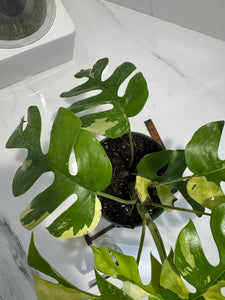 Rhaphidophora tetrasperma Variegated #26 — Rare Mini Monstera Collector Aroid | Leaf Stork