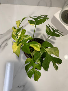 Rhaphidophora tetrasperma Variegated #26 — Rare Mini Monstera Collector Aroid | Leaf Stork