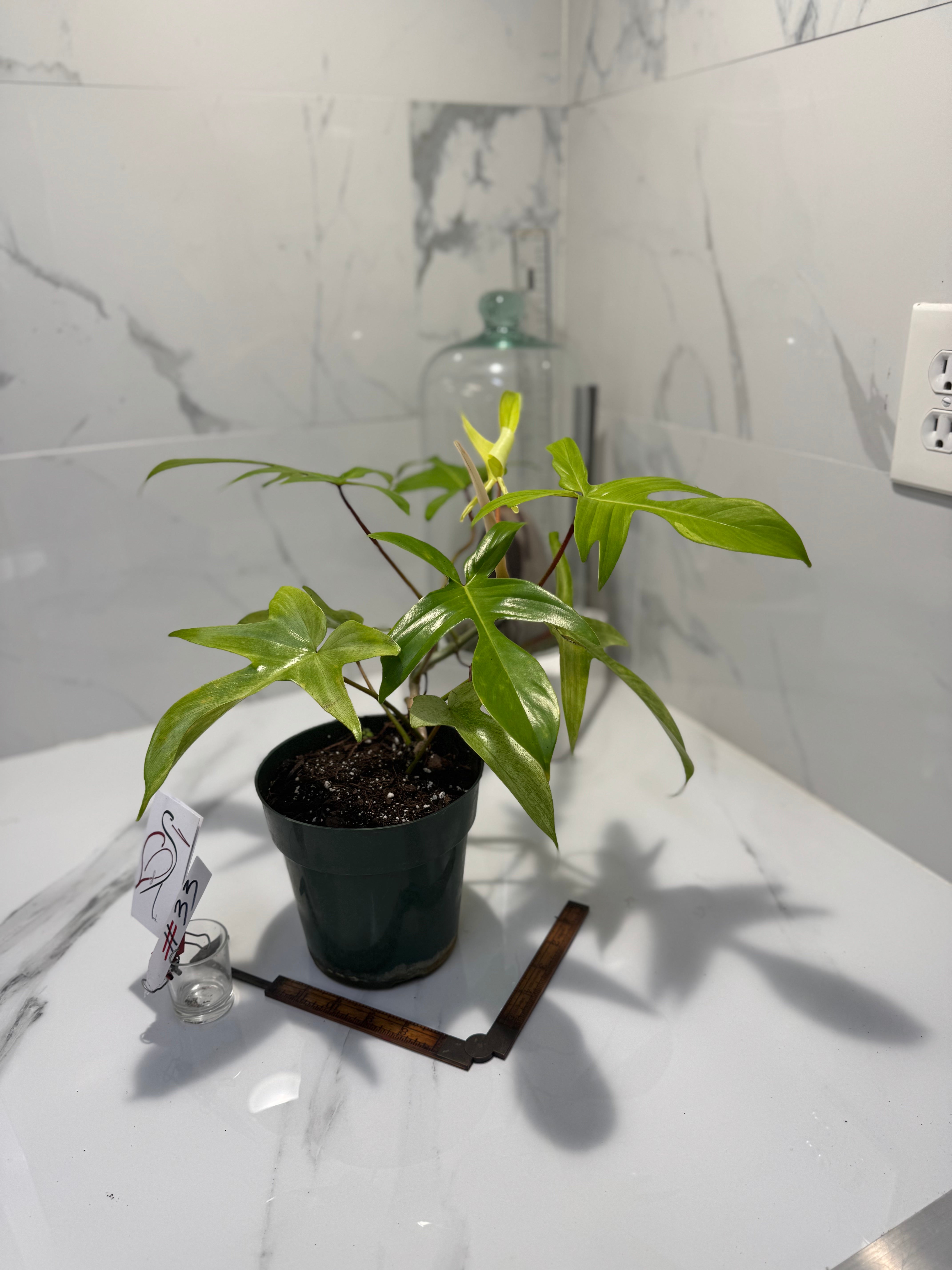 Philodendron “Florida Ghost” #33 — Rare Collector Climbing Aroid | Leaf Stork