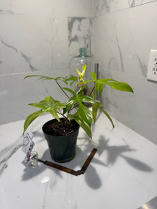Philodendron “Florida Ghost” #33 — Rare Collector Climbing Aroid | Leaf Stork