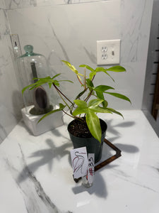 Philodendron “Florida Ghost” #33 — Rare Collector Climbing Aroid | Leaf Stork