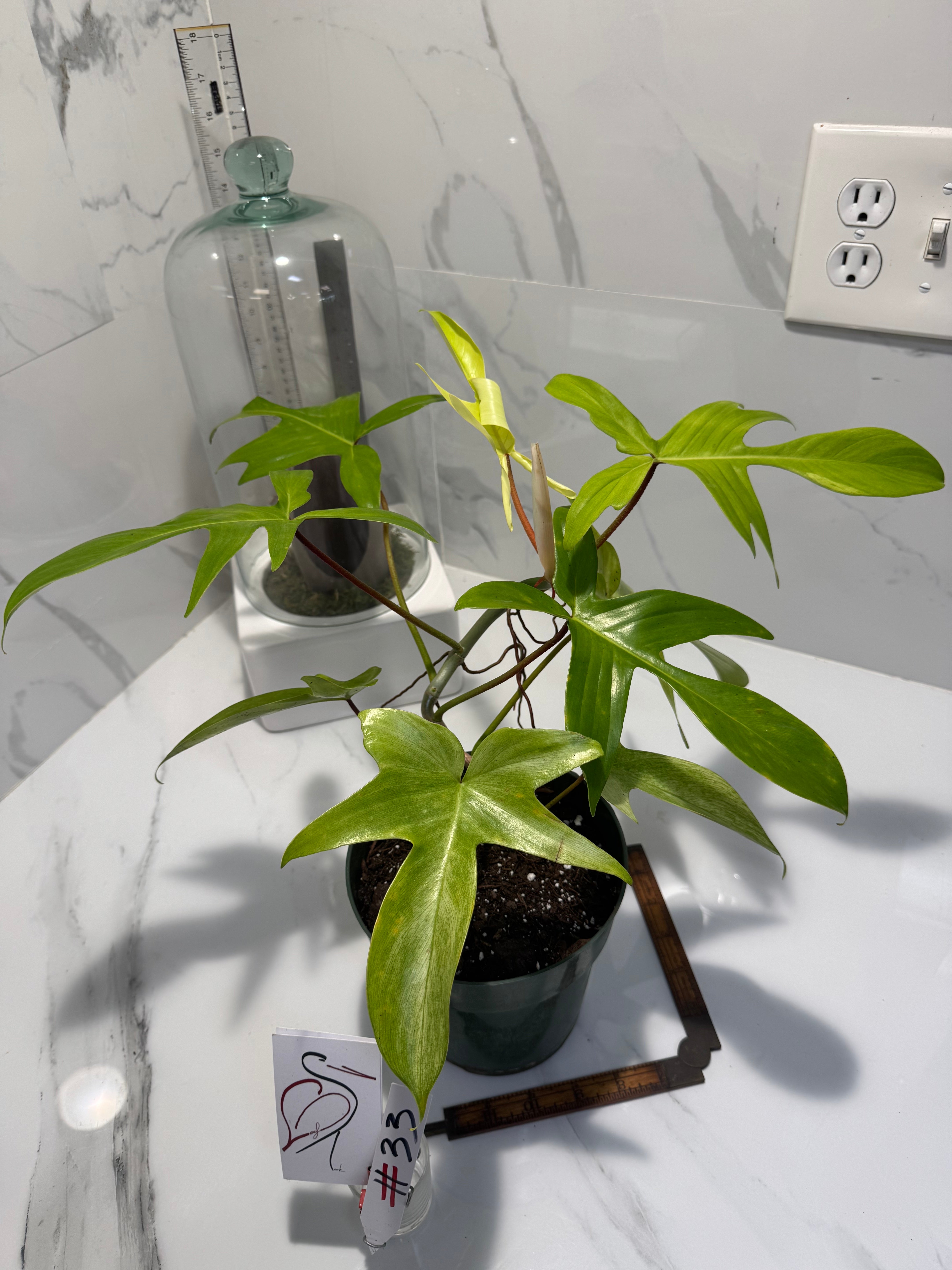 Philodendron “Florida Ghost” #33 — Rare Collector Climbing Aroid | Leaf Stork