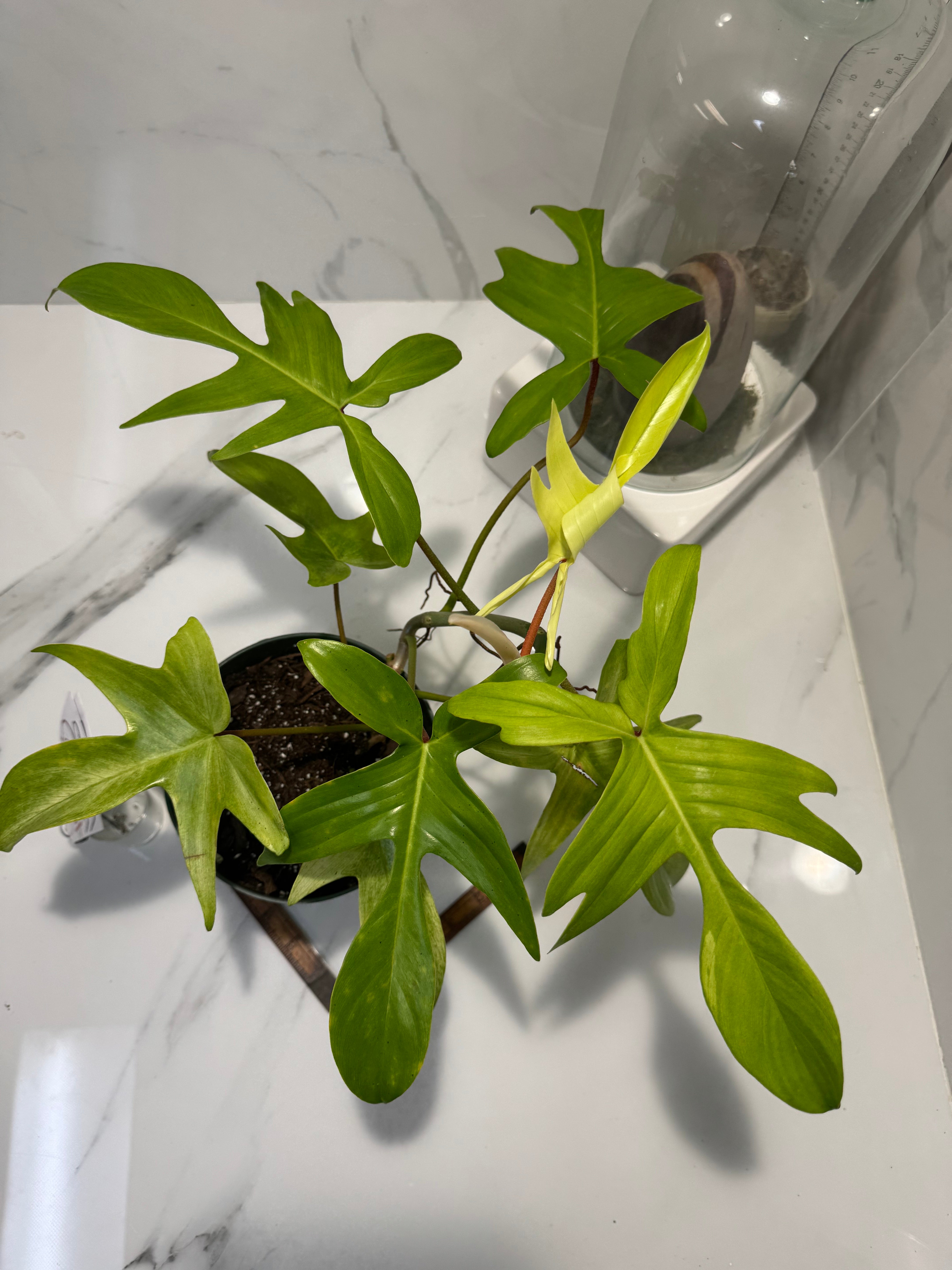 Philodendron “Florida Ghost” #33 — Rare Collector Climbing Aroid | Leaf Stork