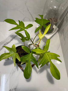 Philodendron “Florida Ghost” #33 — Rare Collector Climbing Aroid | Leaf Stork