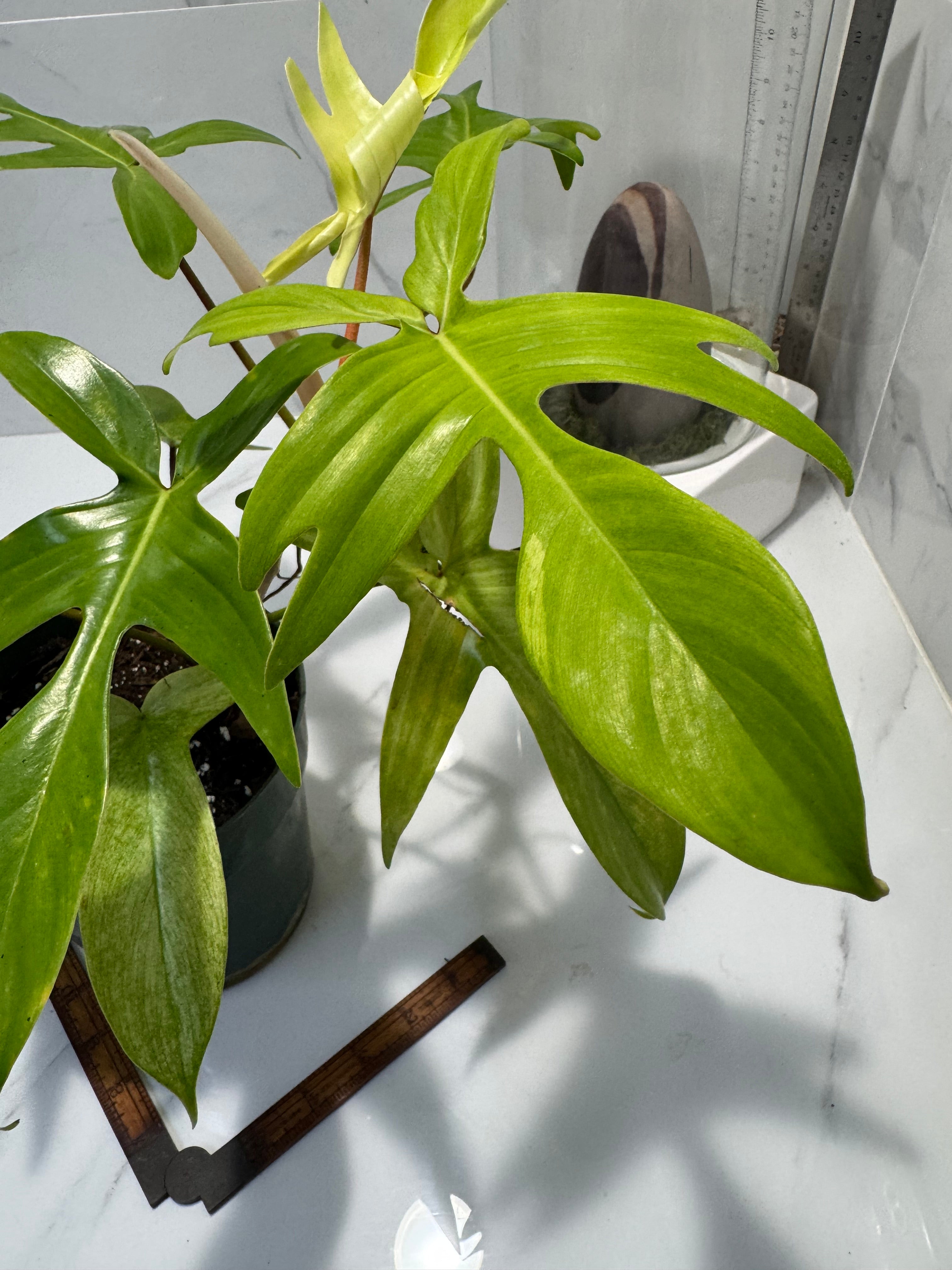 Philodendron “Florida Ghost” #33 — Rare Collector Climbing Aroid | Leaf Stork