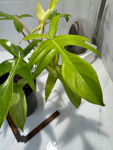 Philodendron “Florida Ghost” #33 — Rare Collector Climbing Aroid | Leaf Stork