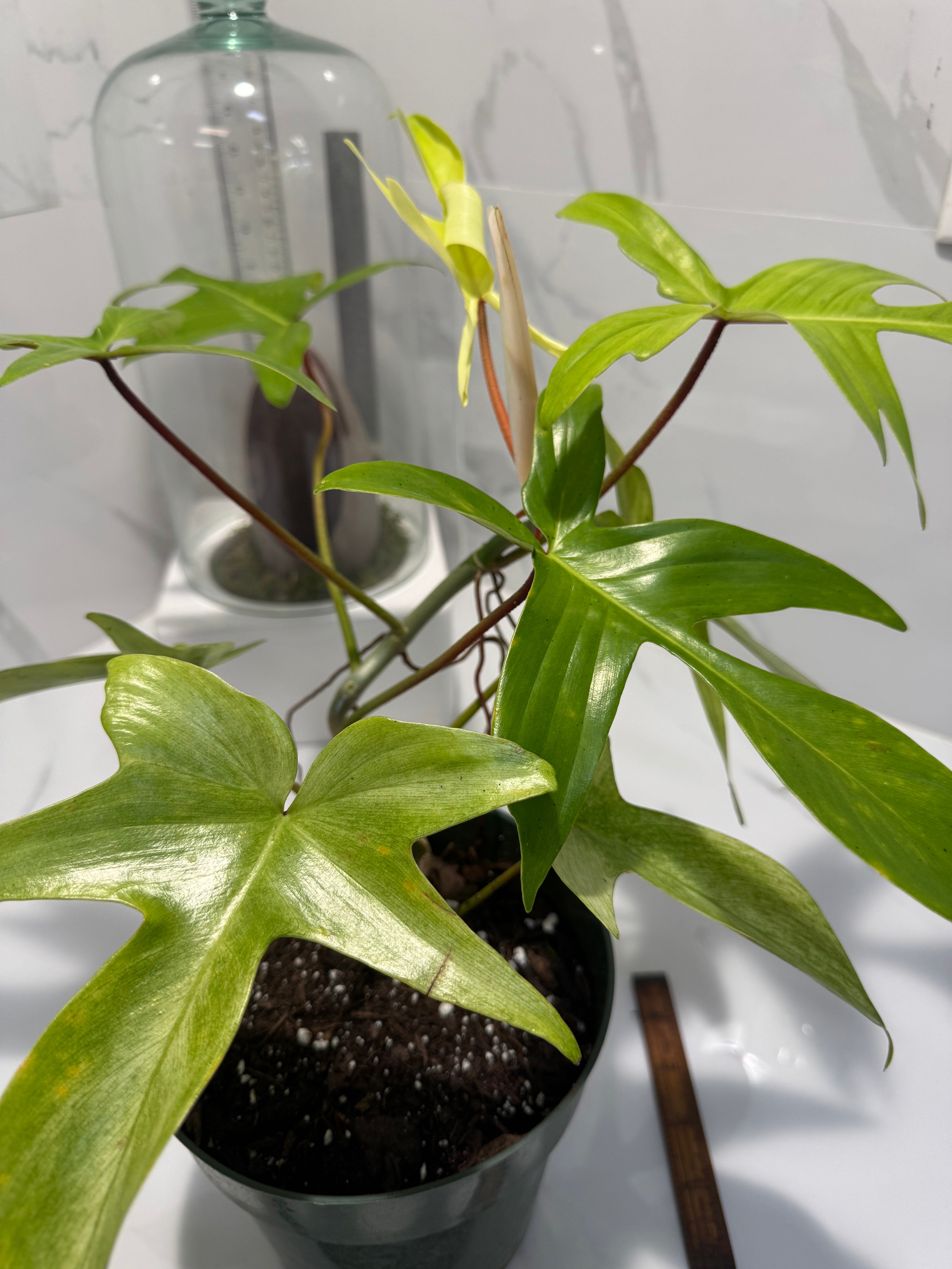 Philodendron “Florida Ghost” #33 — Rare Collector Climbing Aroid | Leaf Stork