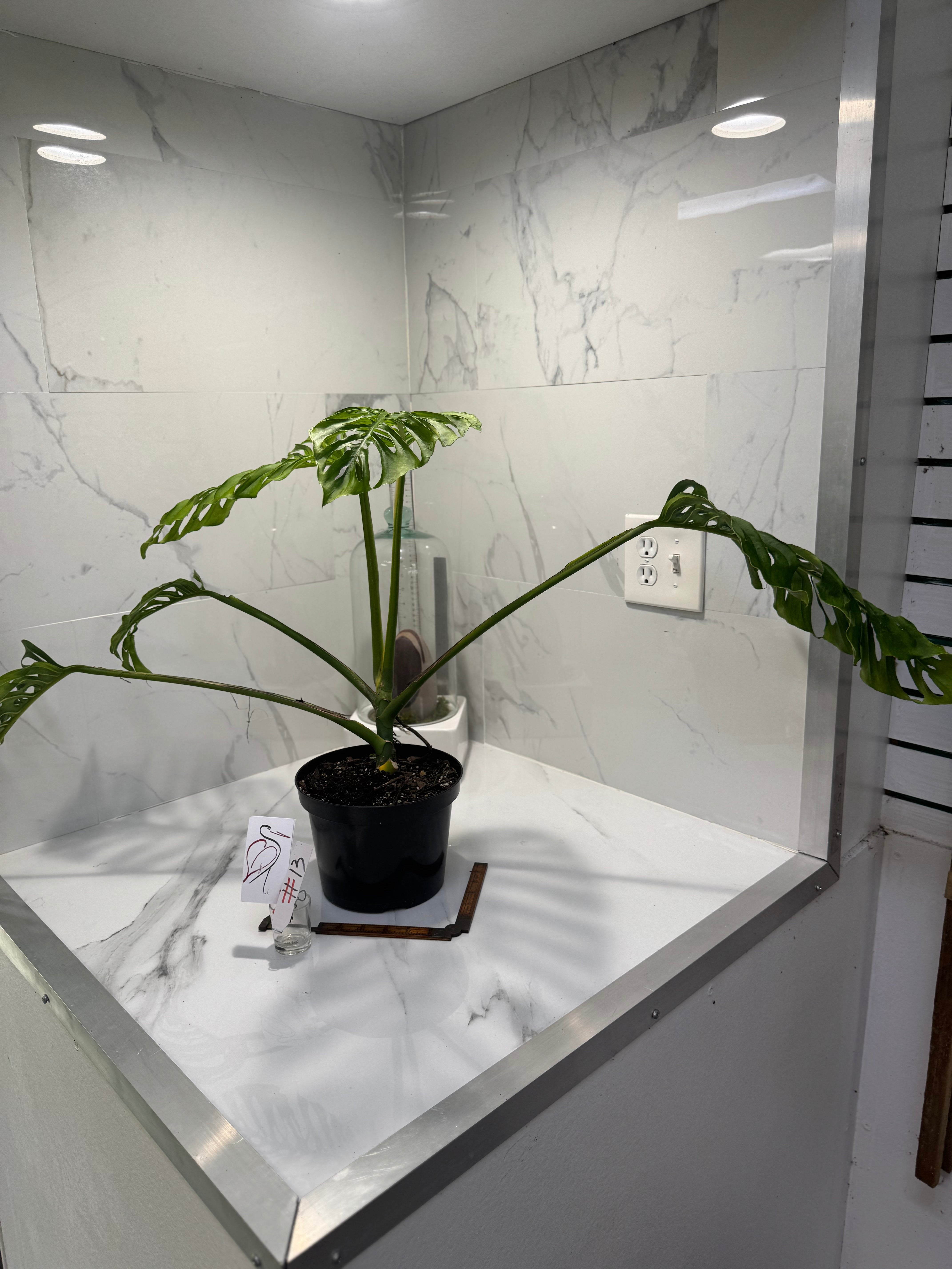 Monstera adansonii “Fairchild Double Window” #13 — Rare Collector Aroid | Leaf Stork