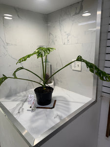 Monstera adansonii “Fairchild Double Window” #13 — Rare Collector Aroid | Leaf Stork