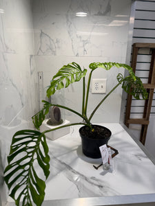 Monstera adansonii “Fairchild Double Window” #13 — Rare Collector Aroid | Leaf Stork
