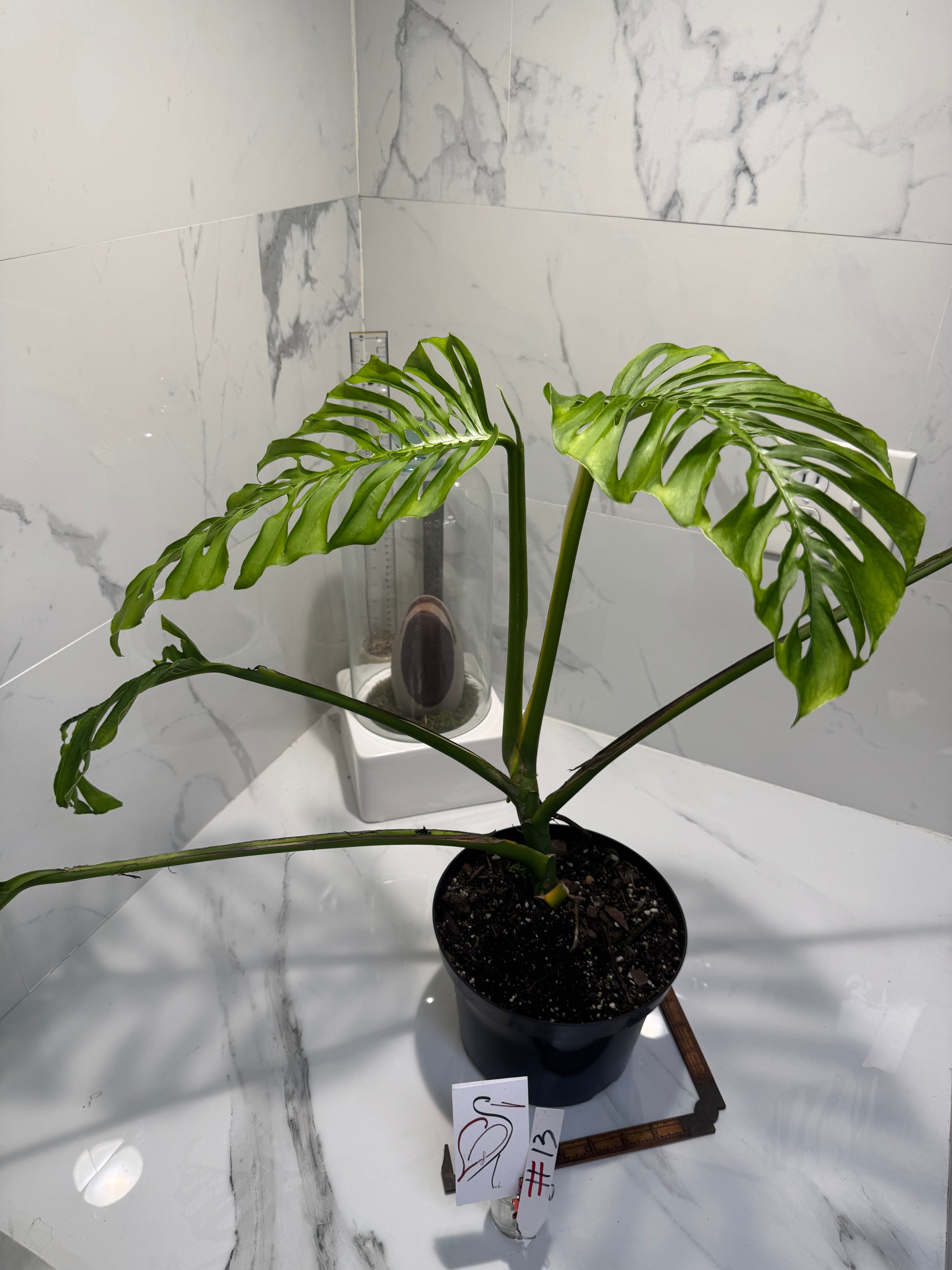 Monstera adansonii “Fairchild Double Window” #13 — Rare Collector Aroid | Leaf Stork