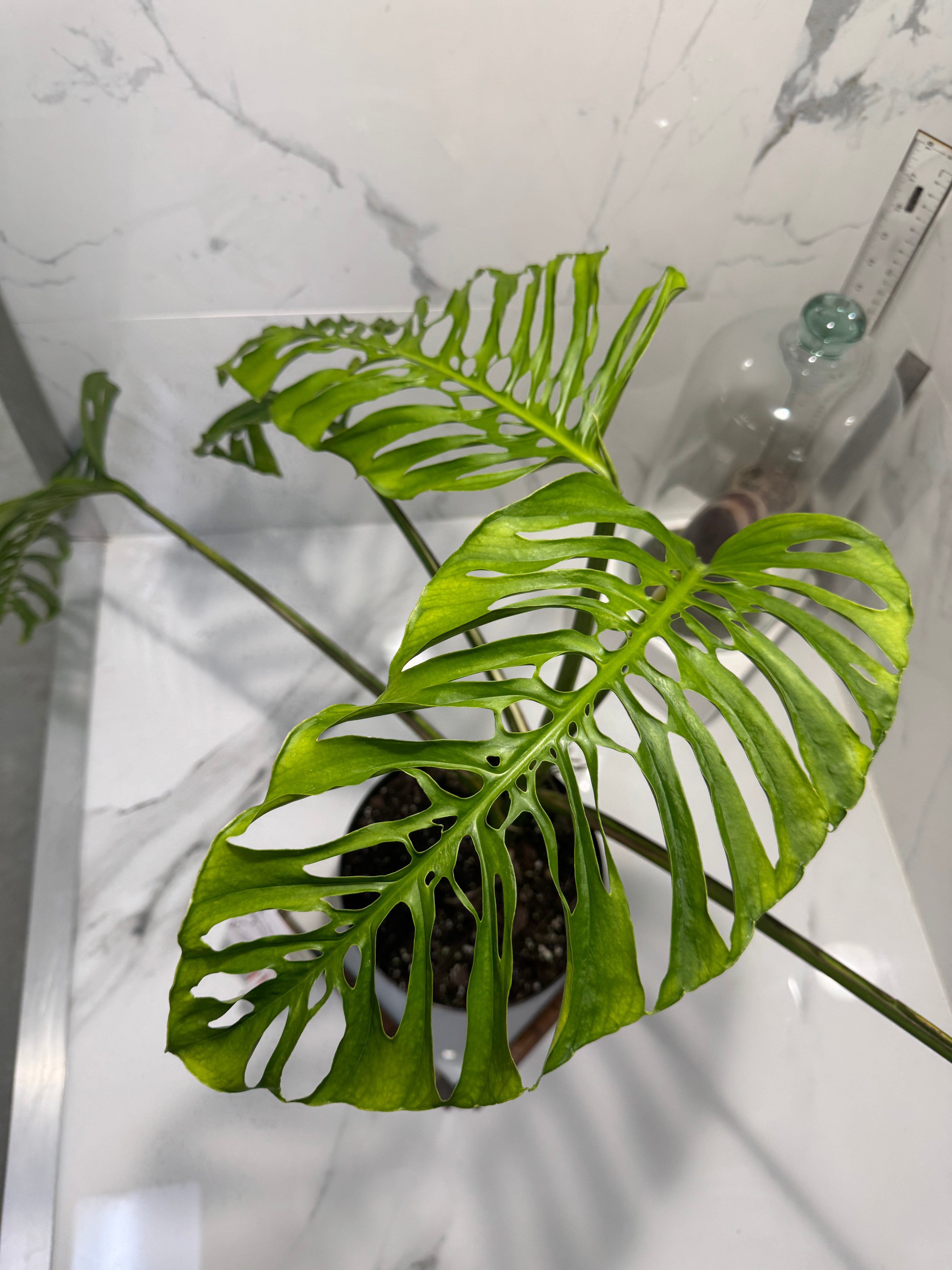 Monstera adansonii “Fairchild Double Window” #13 — Rare Collector Aroid | Leaf Stork
