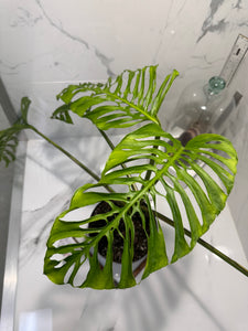 Monstera adansonii “Fairchild Double Window” #13 — Rare Collector Aroid | Leaf Stork