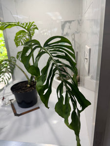 Monstera adansonii “Fairchild Double Window” #13 — Rare Collector Aroid | Leaf Stork