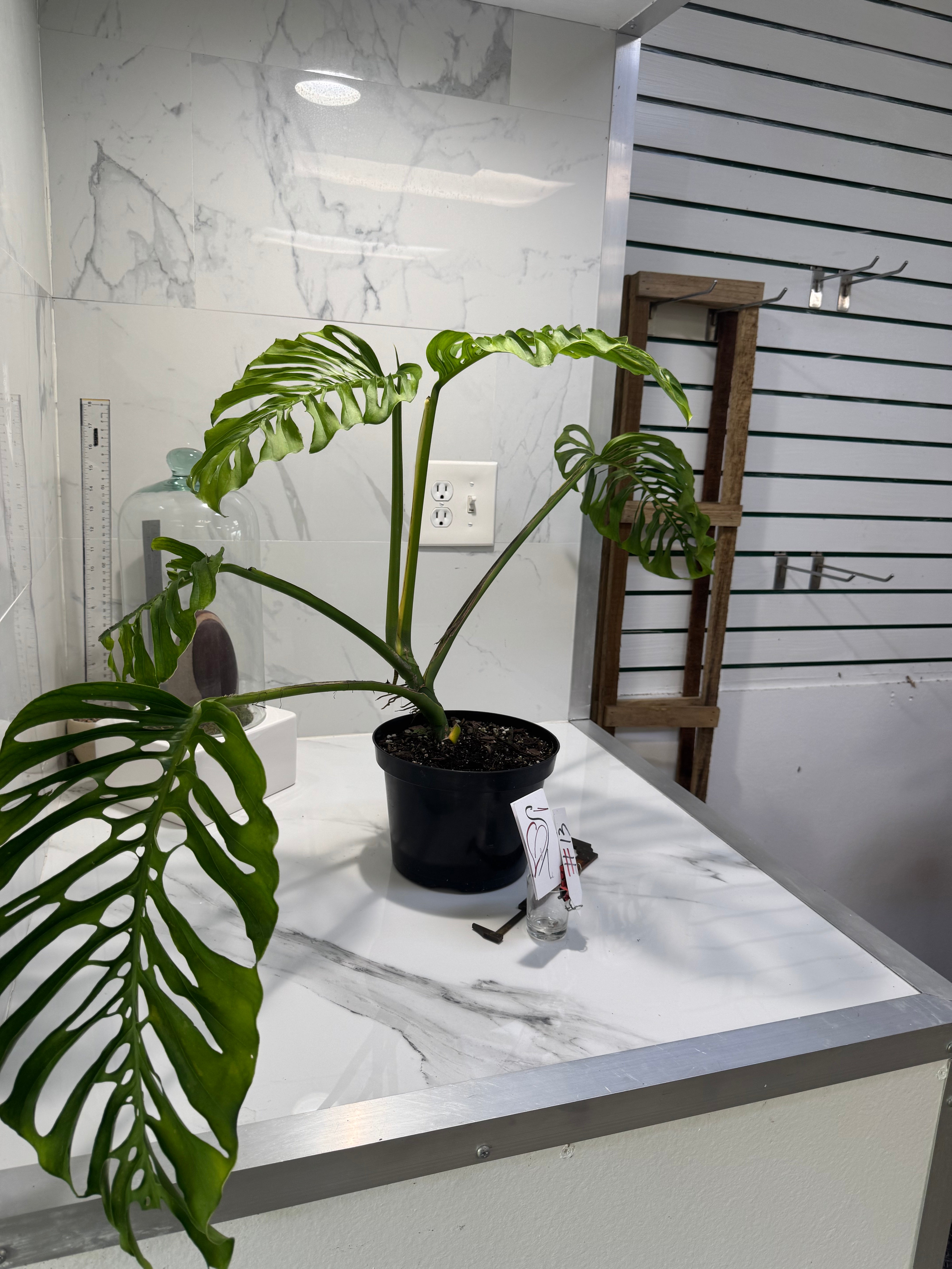 Monstera adansonii “Fairchild Double Window” #13 — Rare Collector Aroid | Leaf Stork