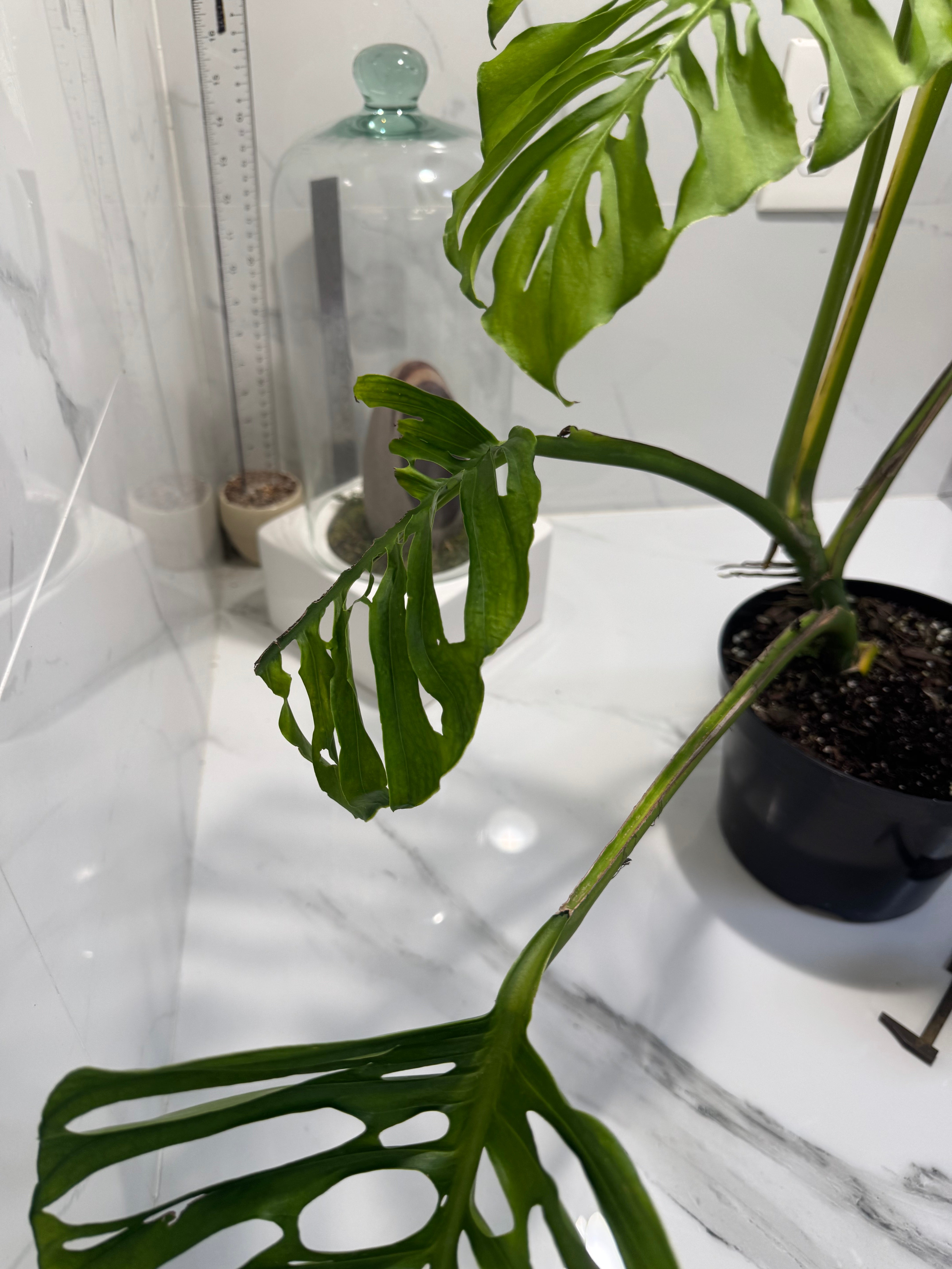 Monstera adansonii “Fairchild Double Window” #13 — Rare Collector Aroid | Leaf Stork
