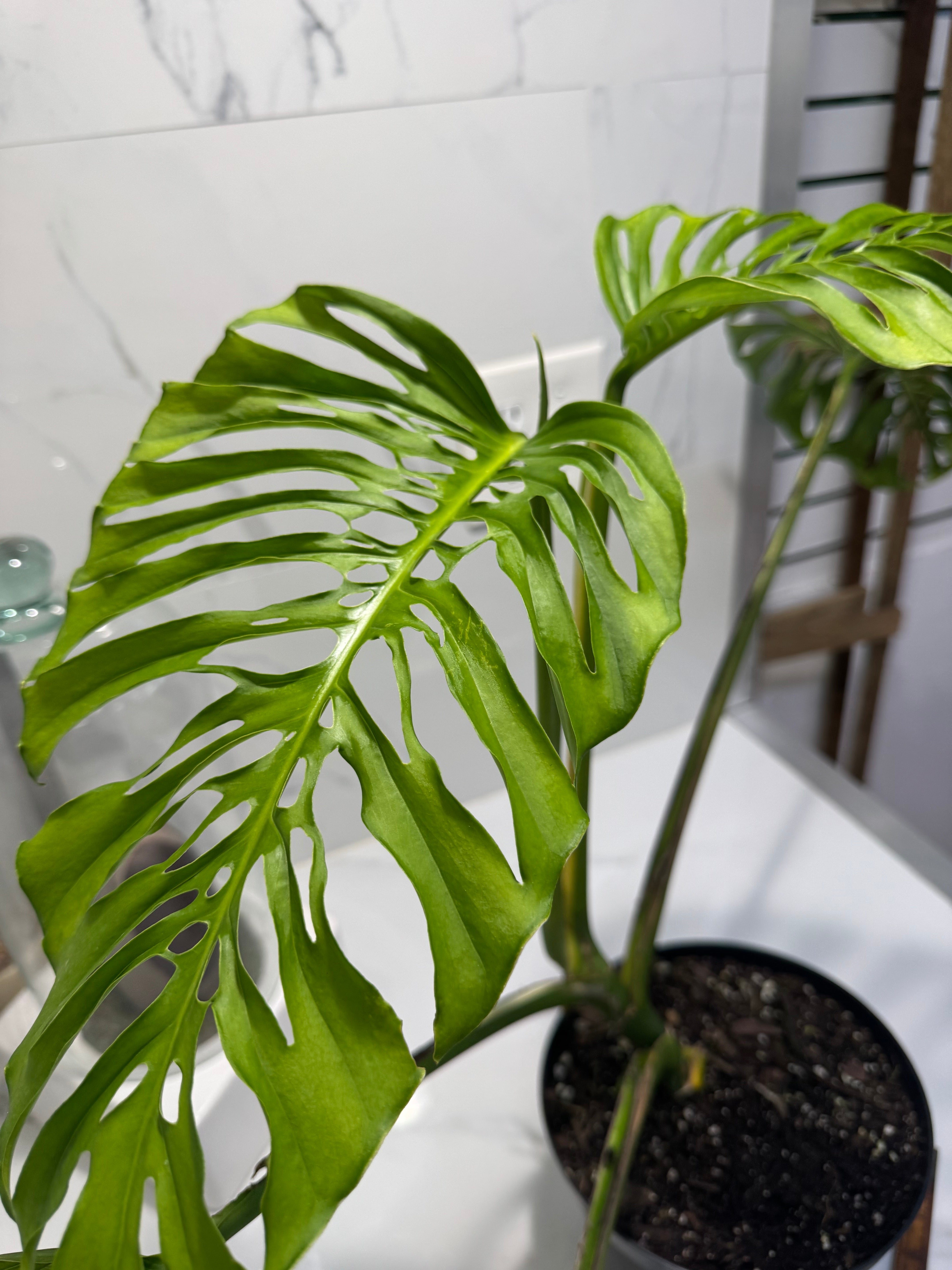 Monstera adansonii “Fairchild Double Window” #13 — Rare Collector Aroid | Leaf Stork