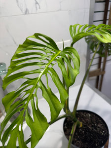 Monstera adansonii “Fairchild Double Window” #13 — Rare Collector Aroid | Leaf Stork