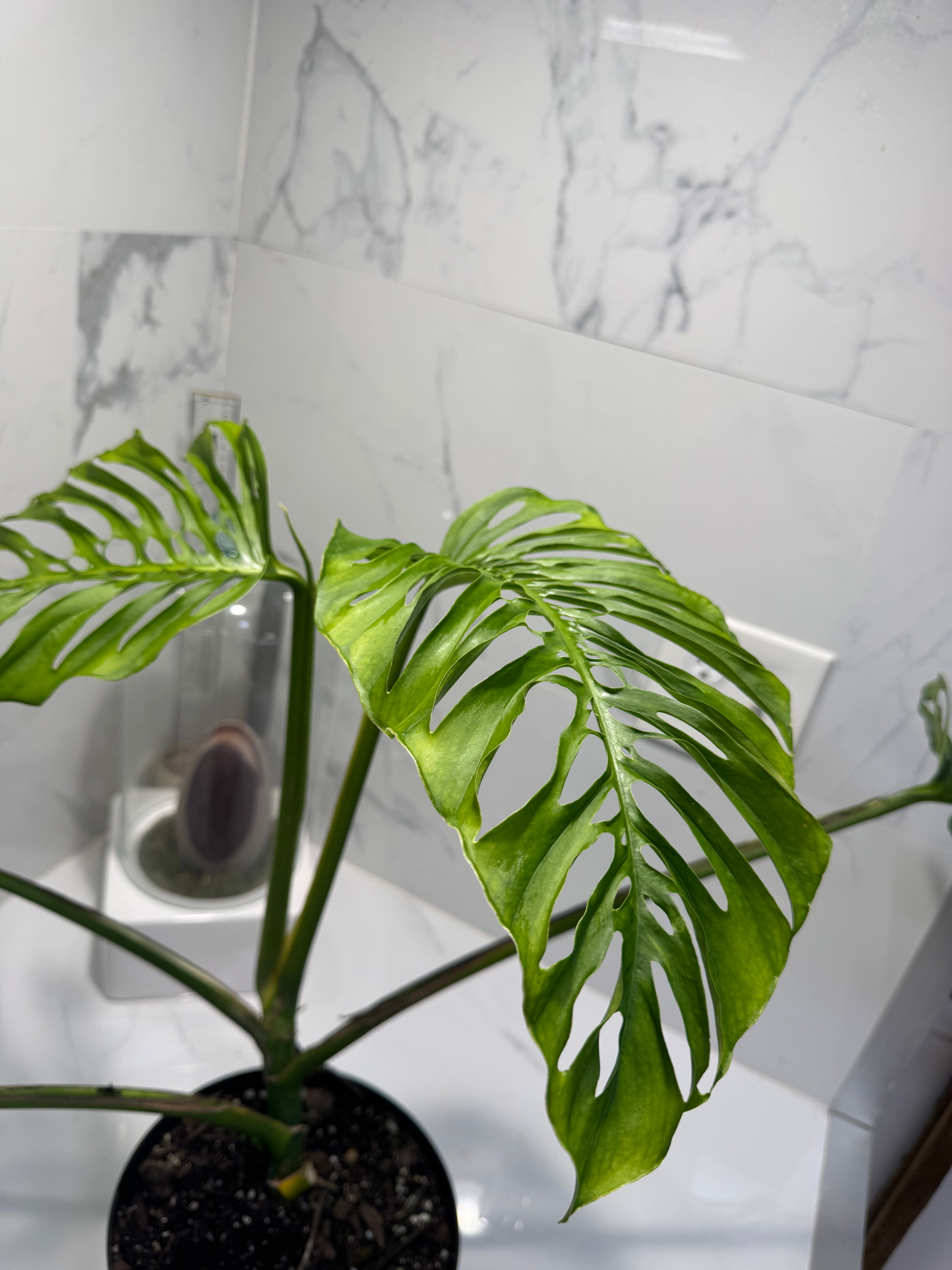 Monstera adansonii “Fairchild Double Window” #13 — Rare Collector Aroid | Leaf Stork