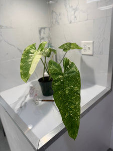 Philodendron Jose Buono #53 — Rare Variegated Collector Aroid | Leaf Stork