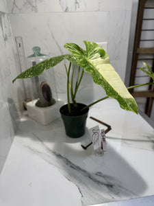 Philodendron Jose Buono #53 — Rare Variegated Collector Aroid | Leaf Stork