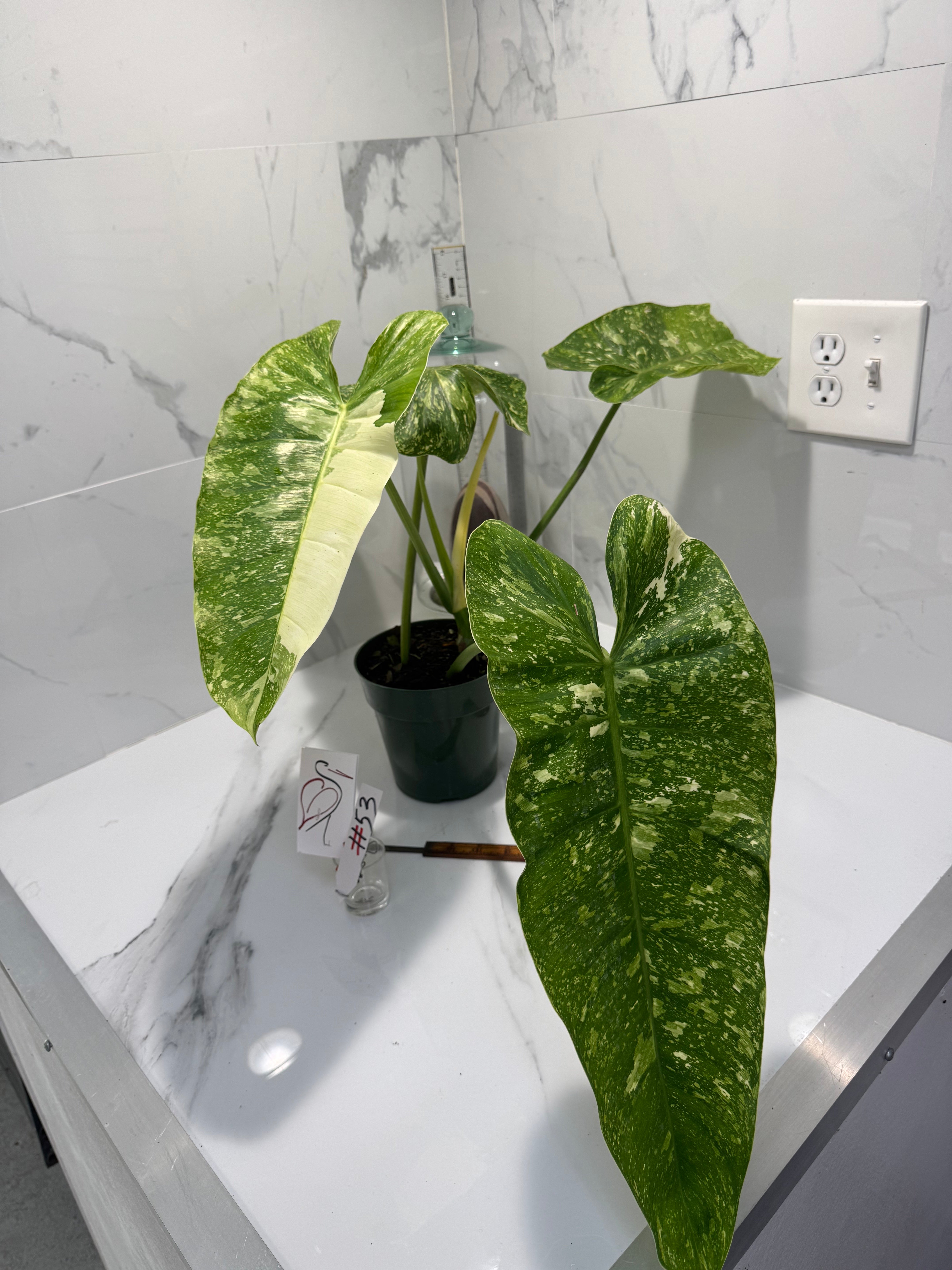 Philodendron Jose Buono #53 — Rare Variegated Collector Aroid | Leaf Stork