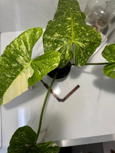 Philodendron Jose Buono #53 — Rare Variegated Collector Aroid | Leaf Stork