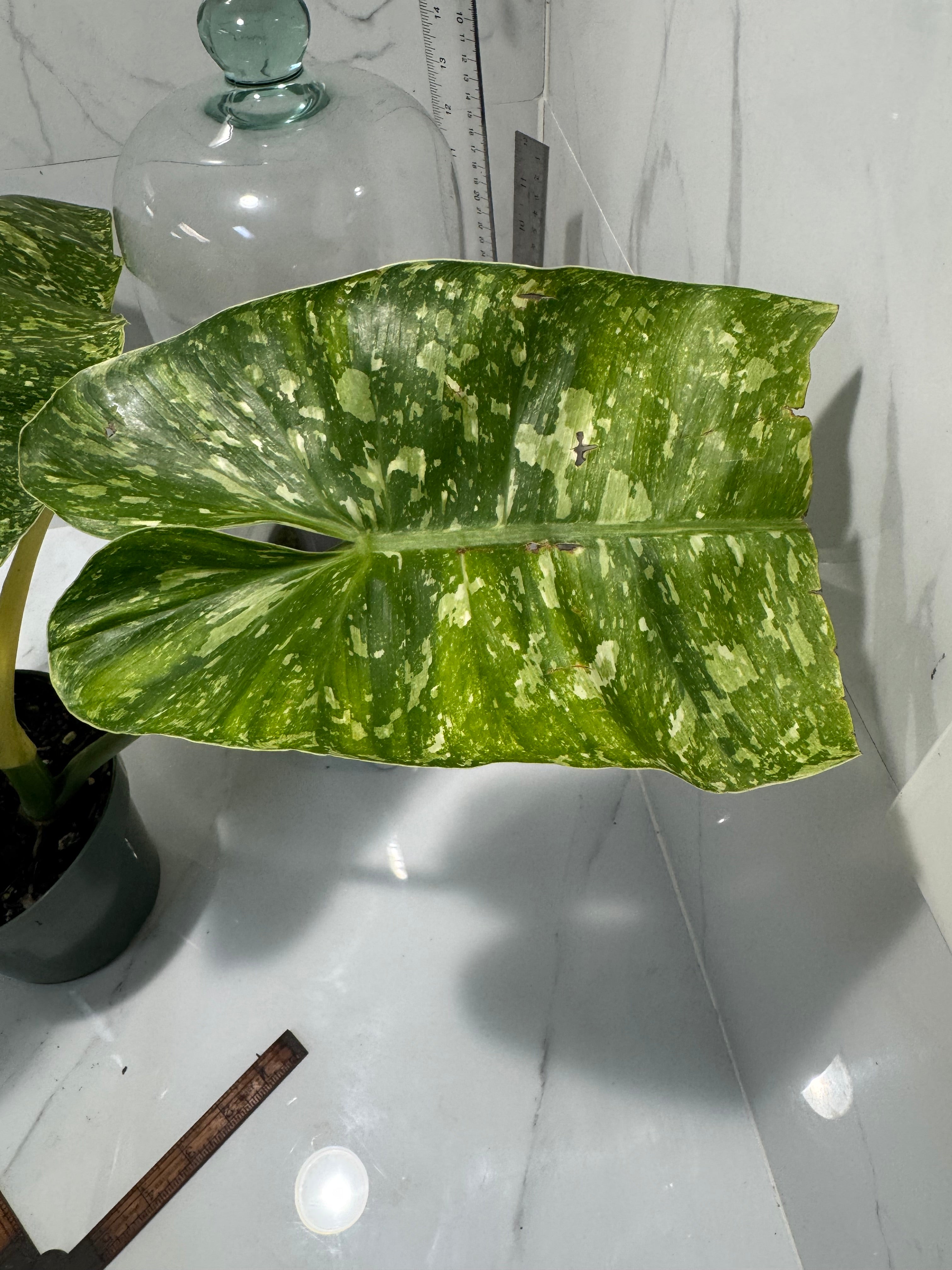 Philodendron Jose Buono #53 — Rare Variegated Collector Aroid | Leaf Stork