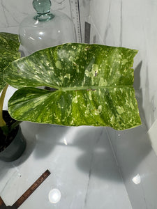 Philodendron Jose Buono #53 — Rare Variegated Collector Aroid | Leaf Stork