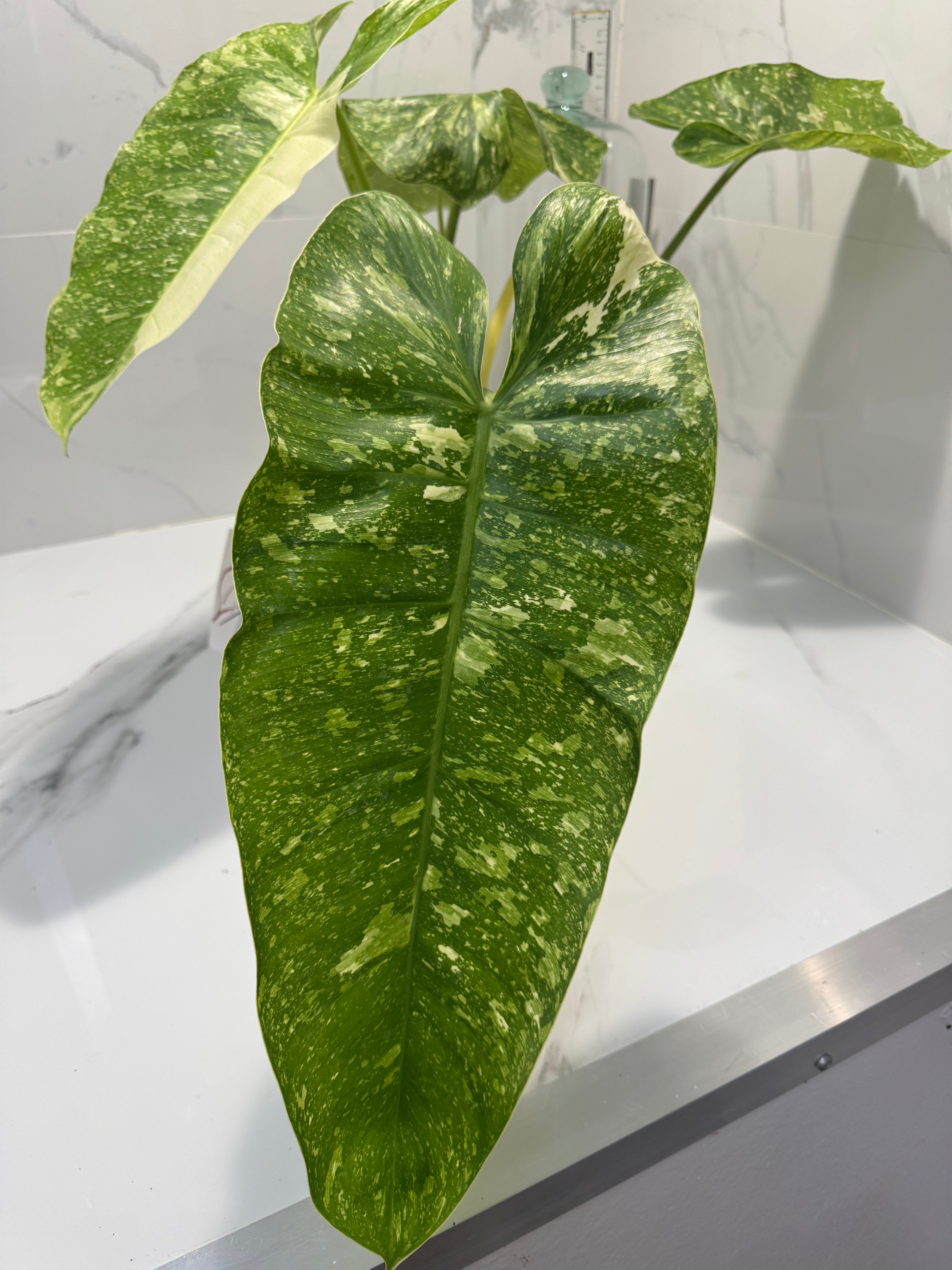 Philodendron Jose Buono #53 — Rare Variegated Collector Aroid | Leaf Stork