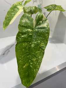 Philodendron Jose Buono #53 — Rare Variegated Collector Aroid | Leaf Stork