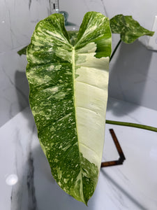 Philodendron Jose Buono #53 — Rare Variegated Collector Aroid | Leaf Stork