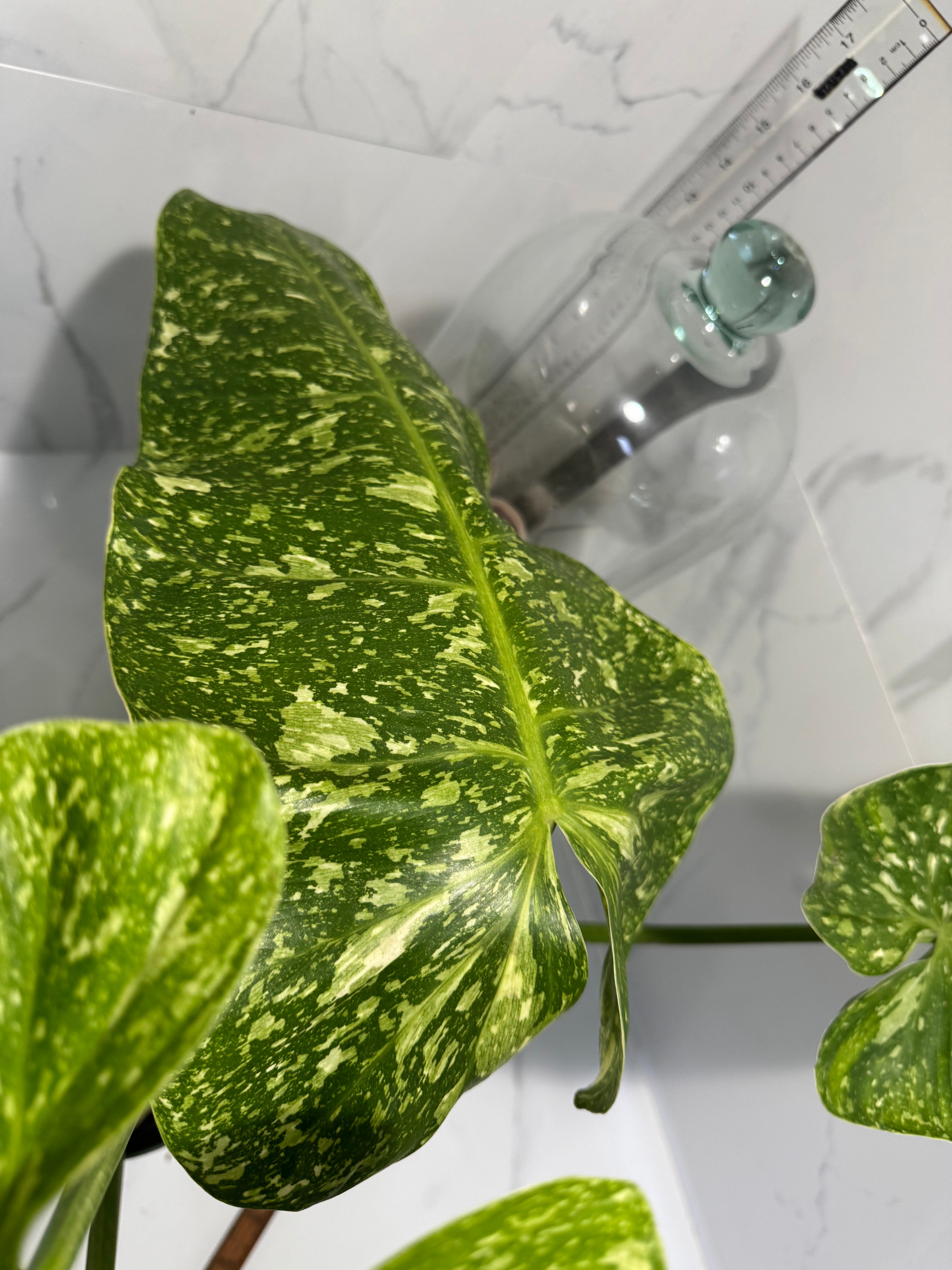 Philodendron Jose Buono #53 — Rare Variegated Collector Aroid | Leaf Stork