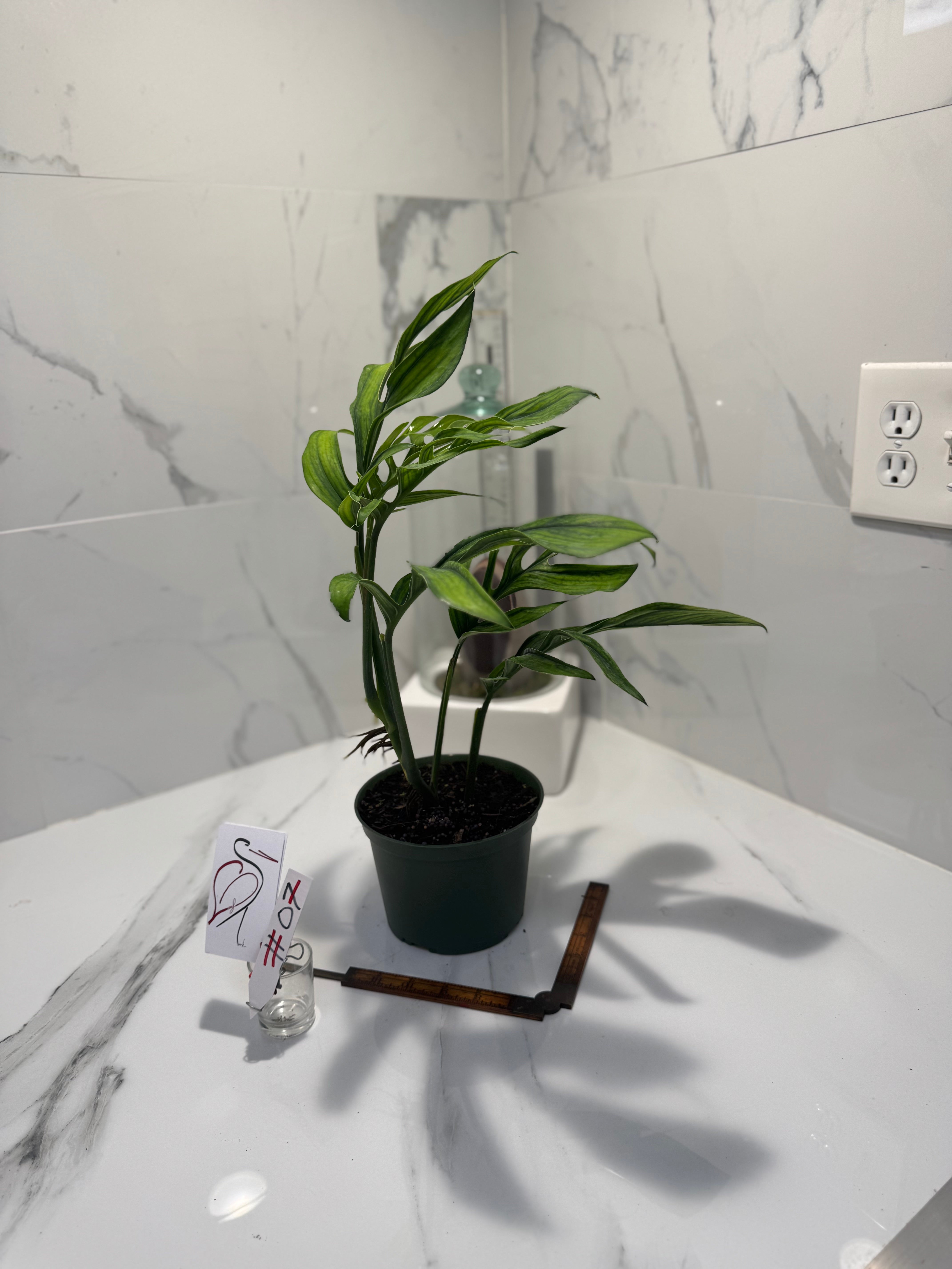 Monstera pinnatipartita “Dark Form Colombian” #07 — Mature Fenestrated Collector Aroid | Leaf Stork