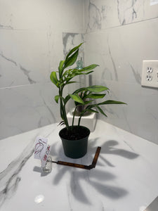 Monstera pinnatipartita “Dark Form Colombian” #07 — Mature Fenestrated Collector Aroid | Leaf Stork