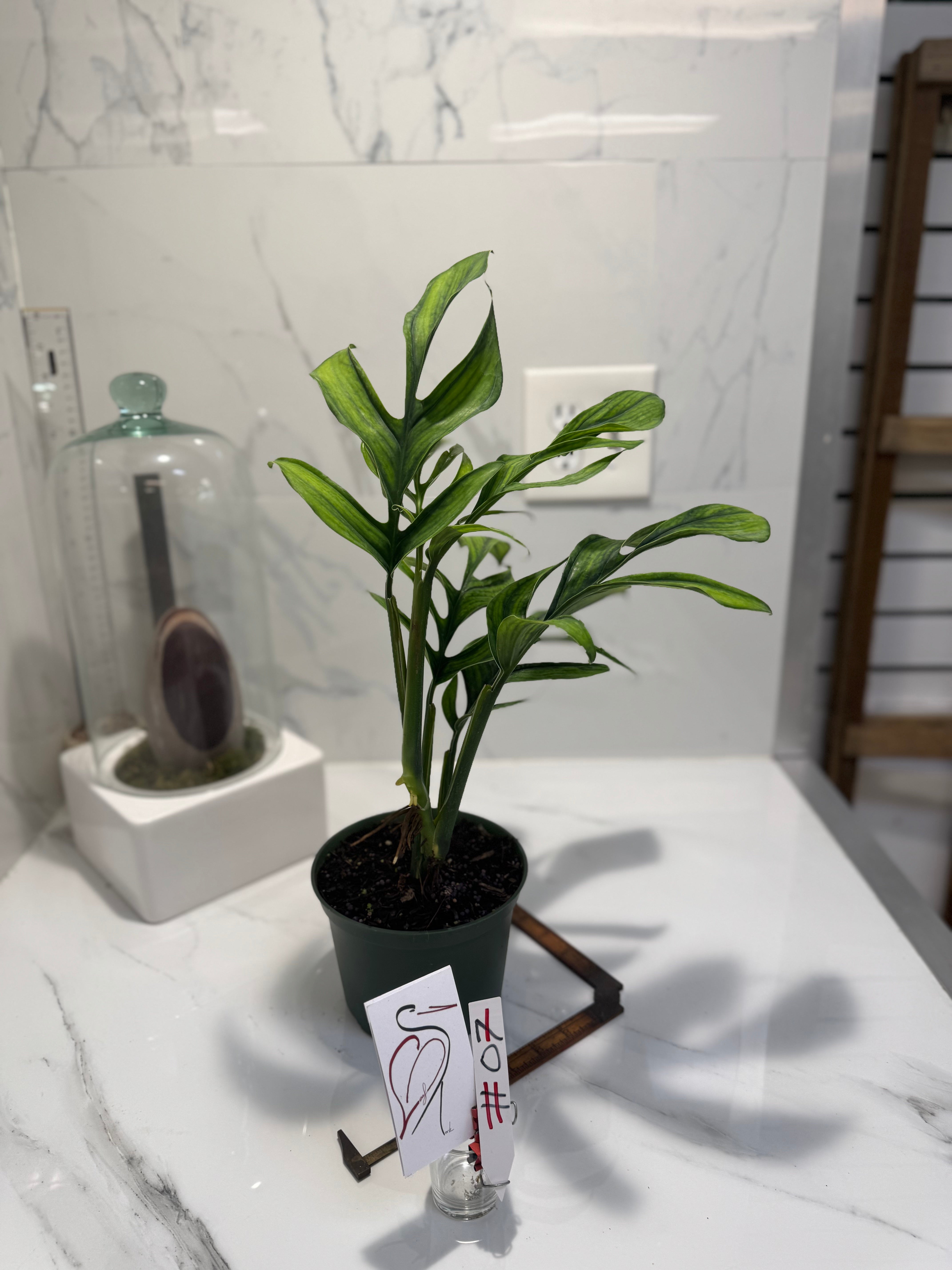 Monstera pinnatipartita “Dark Form Colombian” #07 — Mature Fenestrated Collector Aroid | Leaf Stork