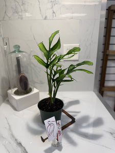 Monstera pinnatipartita “Dark Form Colombian” #07 — Mature Fenestrated Collector Aroid | Leaf Stork