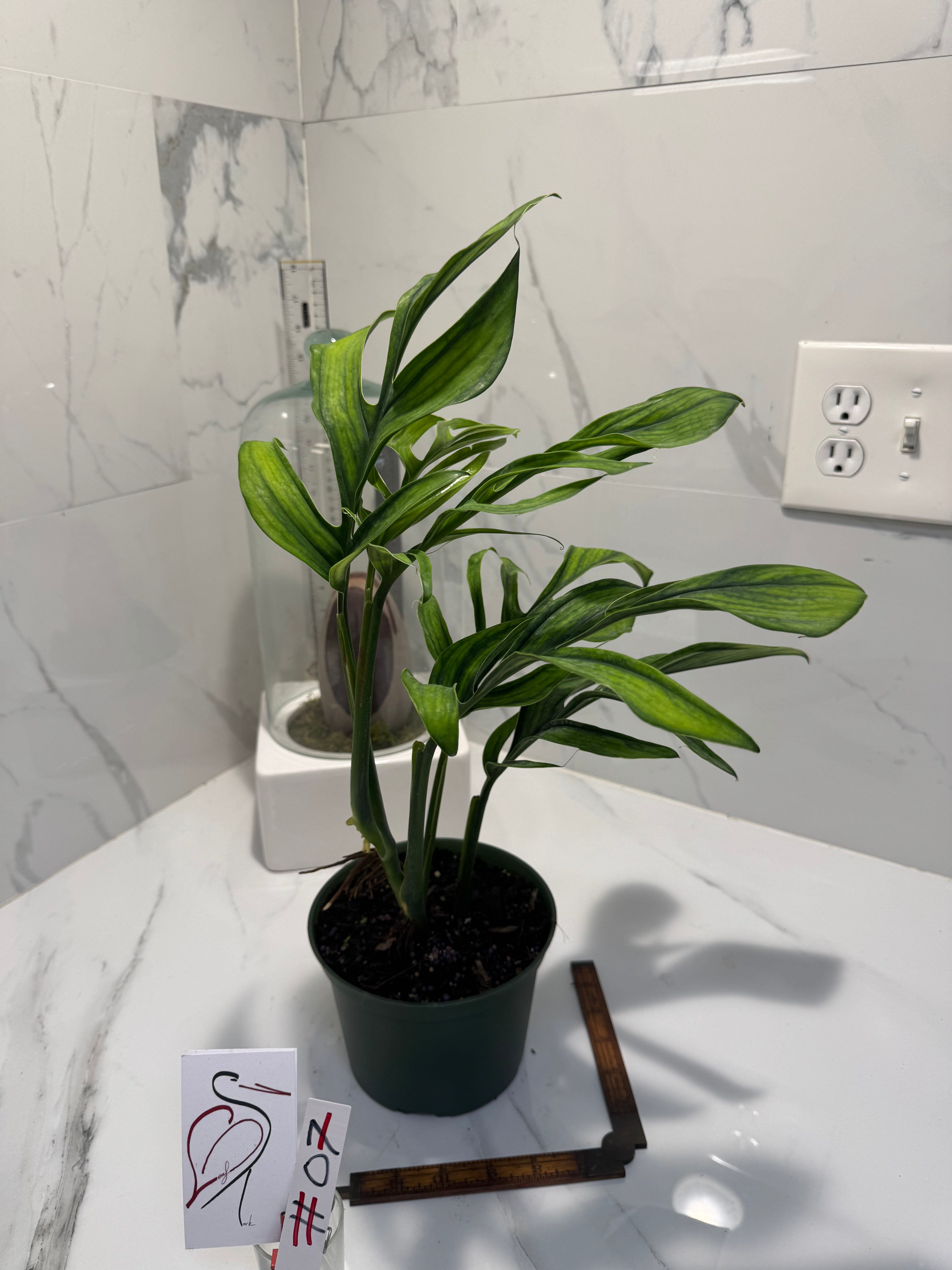 Monstera pinnatipartita “Dark Form Colombian” #07 — Mature Fenestrated Collector Aroid | Leaf Stork