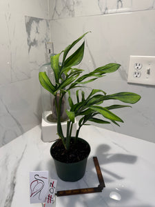 Monstera pinnatipartita “Dark Form Colombian” #07 — Mature Fenestrated Collector Aroid | Leaf Stork