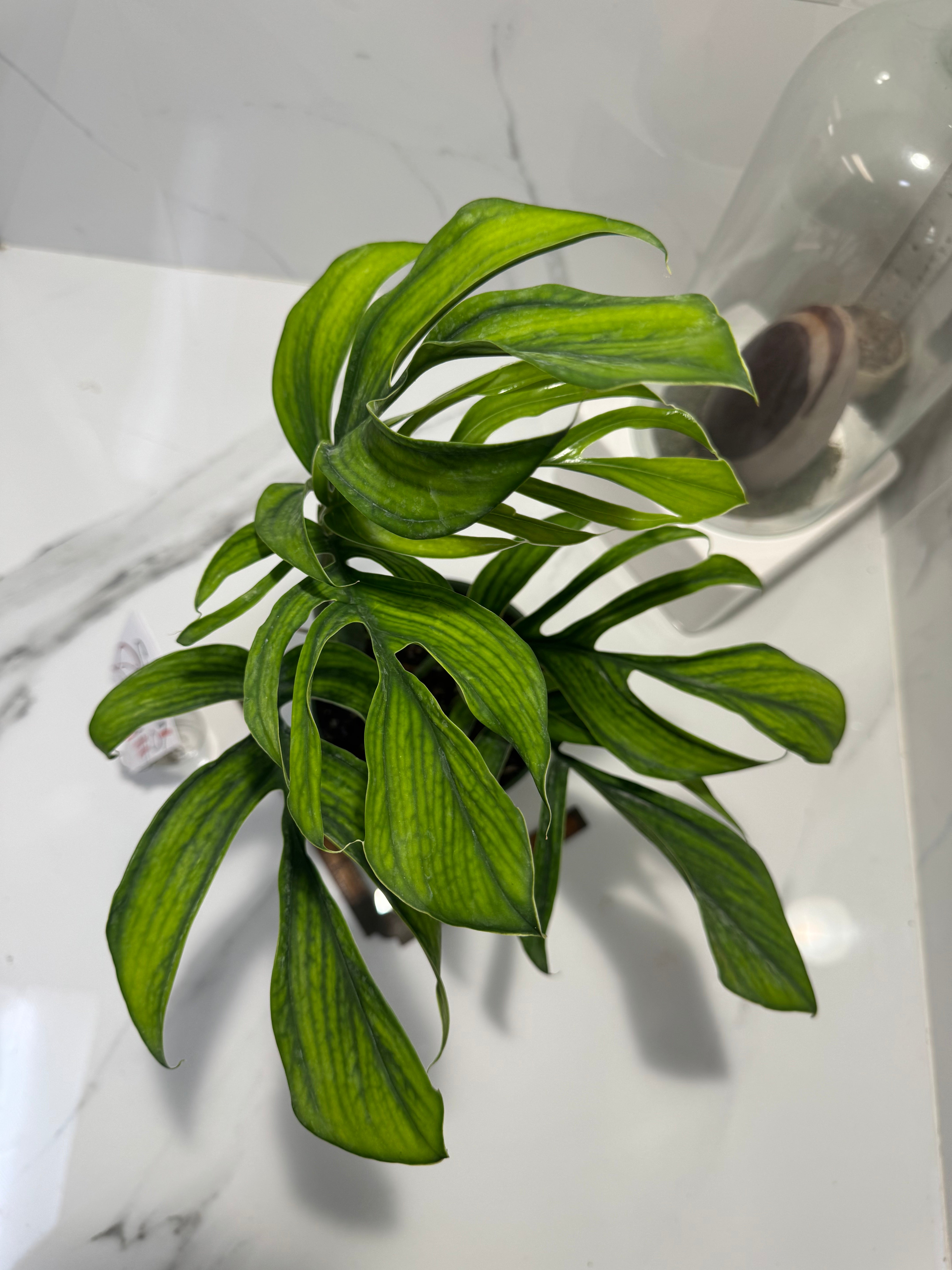 Monstera pinnatipartita “Dark Form Colombian” #07 — Mature Fenestrated Collector Aroid | Leaf Stork