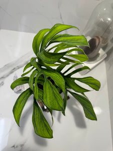 Monstera pinnatipartita “Dark Form Colombian” #07 — Mature Fenestrated Collector Aroid | Leaf Stork