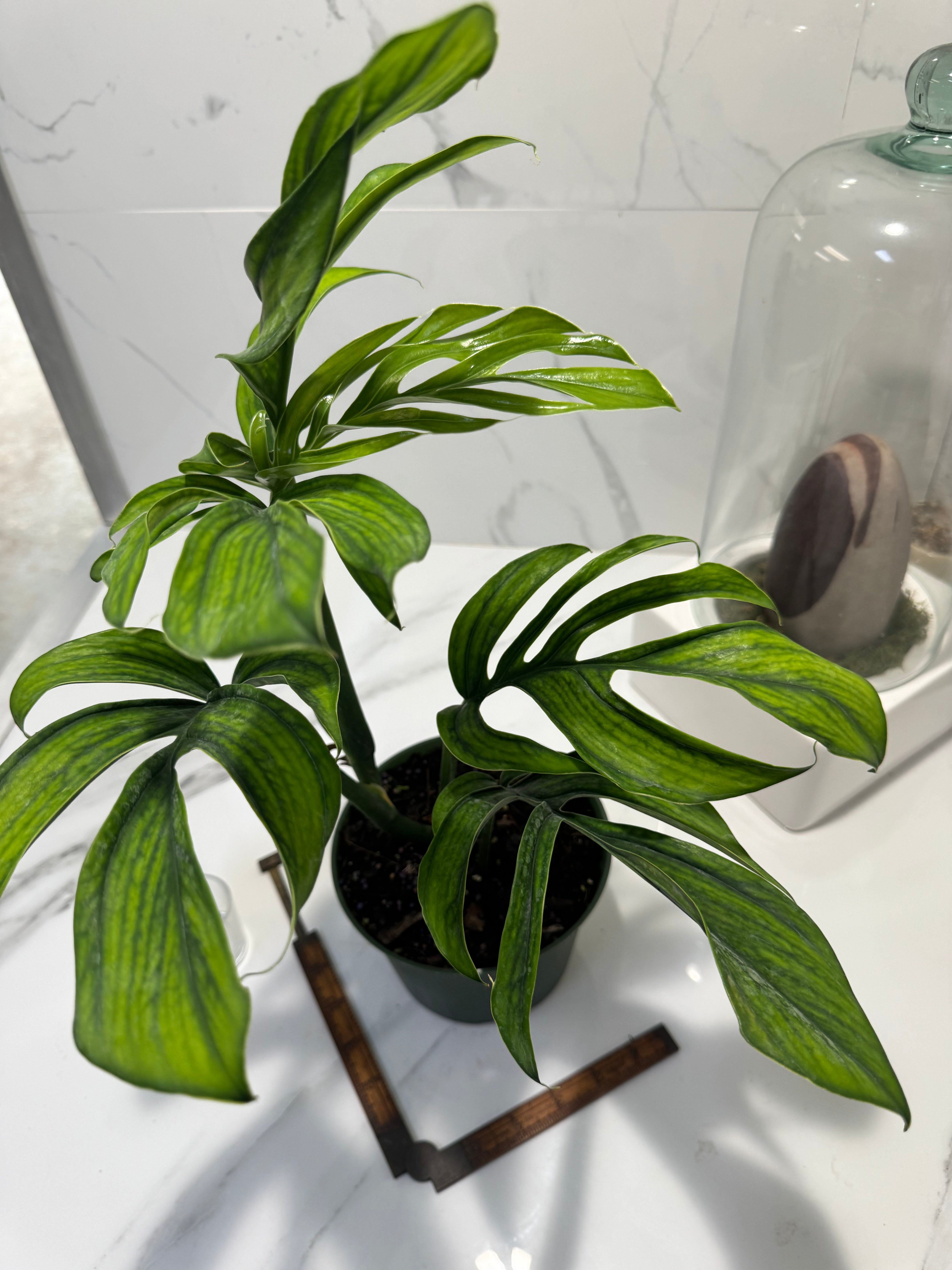 Monstera pinnatipartita “Dark Form Colombian” #07 — Mature Fenestrated Collector Aroid | Leaf Stork