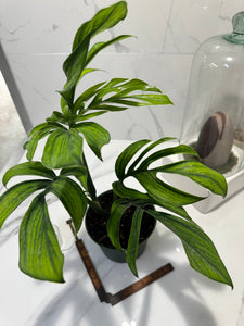 Monstera pinnatipartita “Dark Form Colombian” #07 — Mature Fenestrated Collector Aroid | Leaf Stork