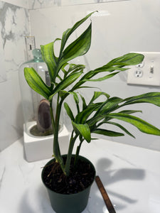 Monstera pinnatipartita “Dark Form Colombian” #07 — Mature Fenestrated Collector Aroid | Leaf Stork