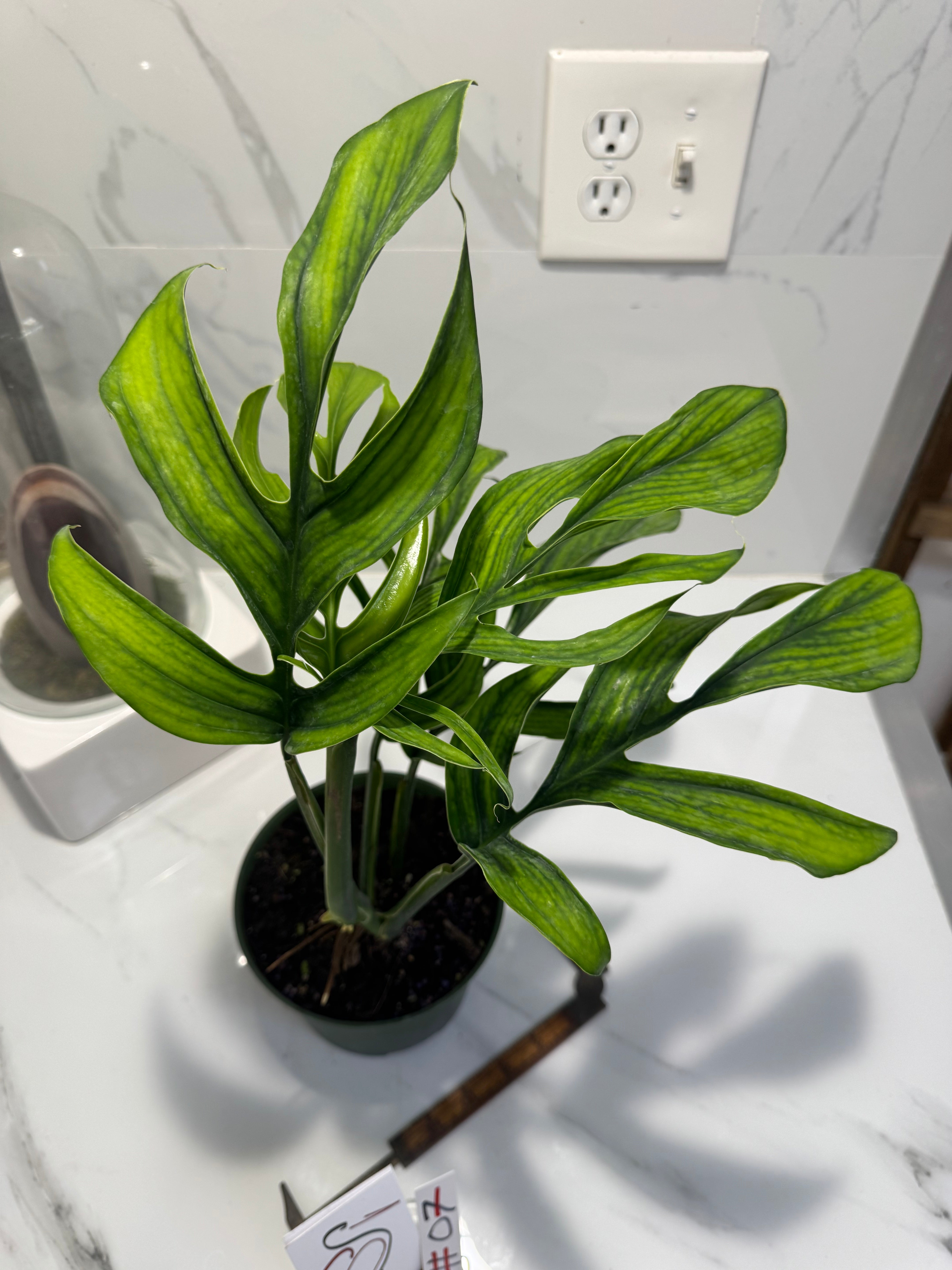 Monstera pinnatipartita “Dark Form Colombian” #07 — Mature Fenestrated Collector Aroid | Leaf Stork