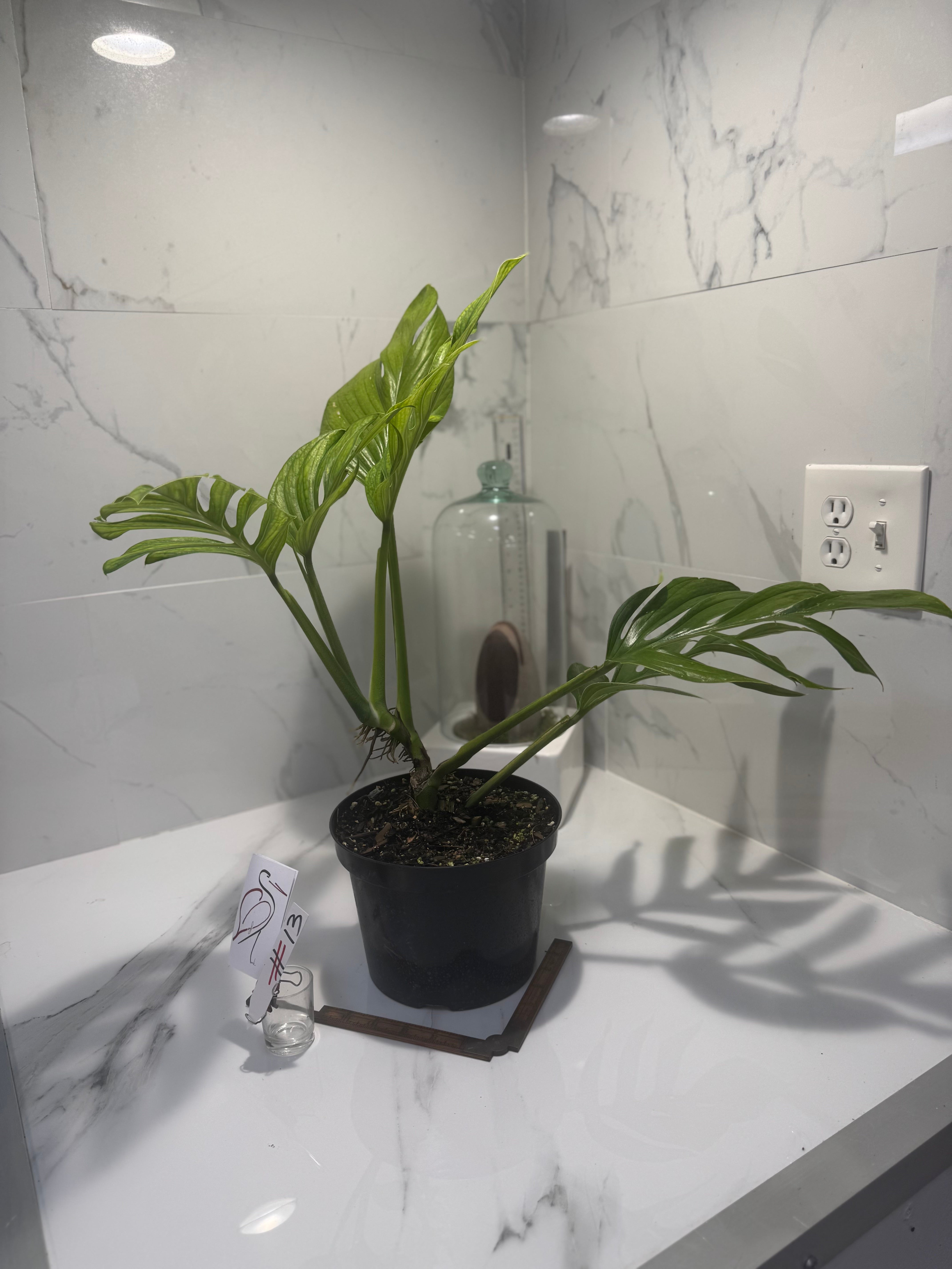 Monstera pinnatipartita #13 — Classic Form Tropical Climber | Leaf Stork