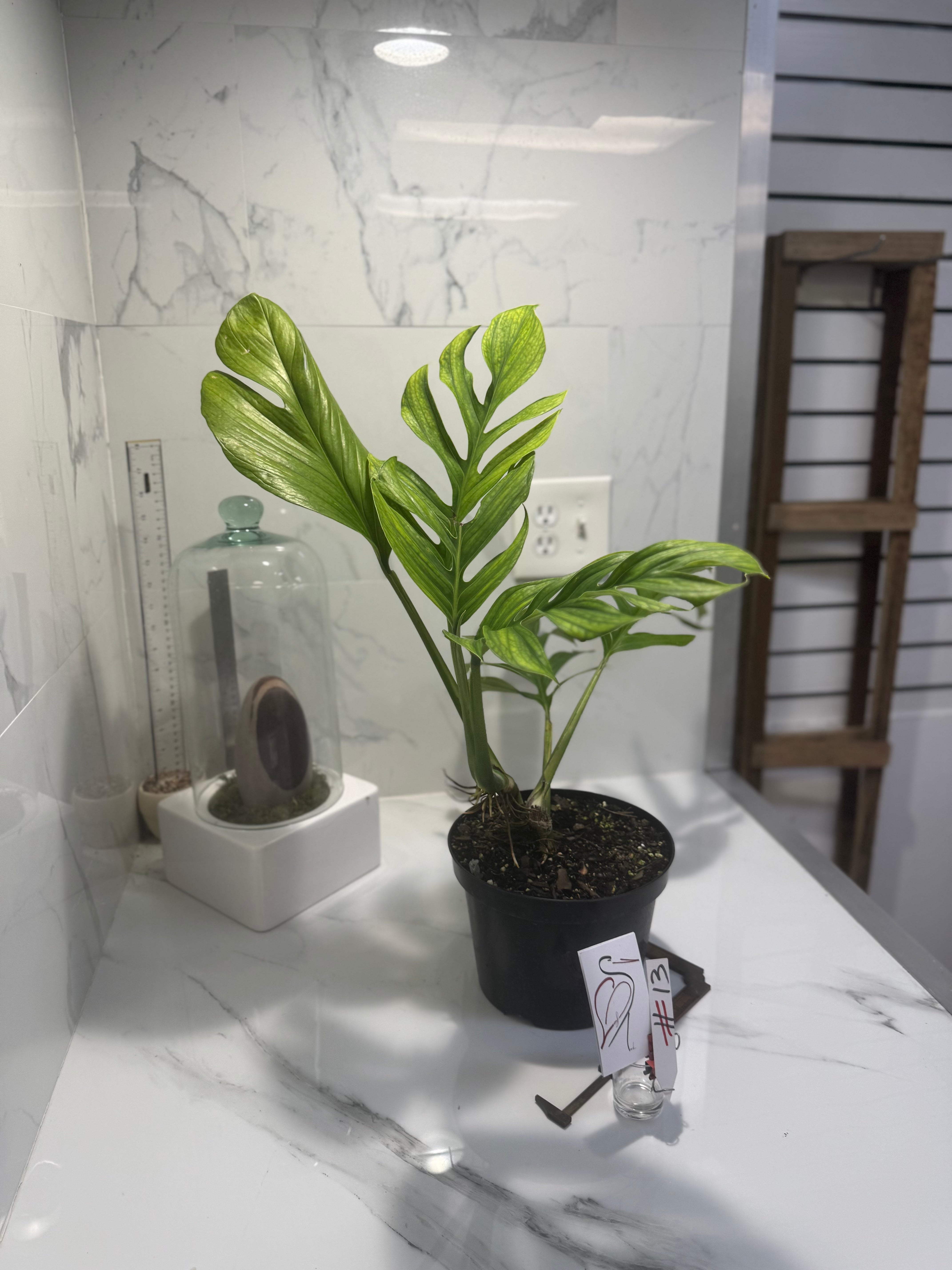 Monstera pinnatipartita #13 — Classic Form Tropical Climber | Leaf Stork